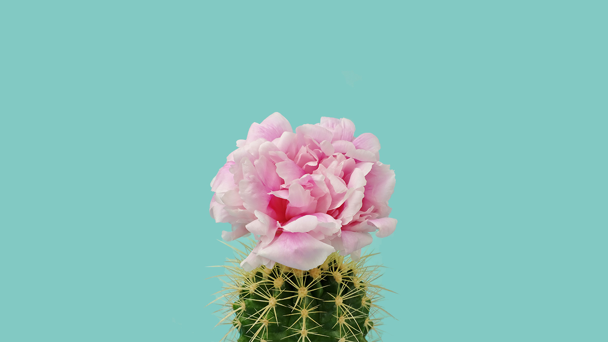 Photo of a cactus with a pink flower on top against a teal background.